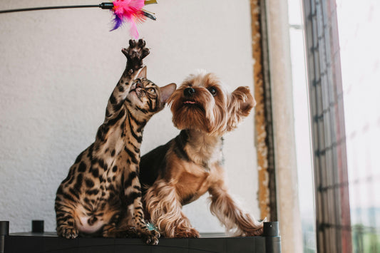 Introducing the Yosso Pet Translator: Finally Understand What Your Pet is Thinking!